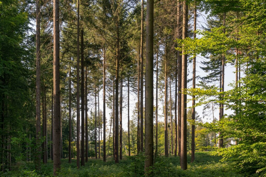 morning in the forest